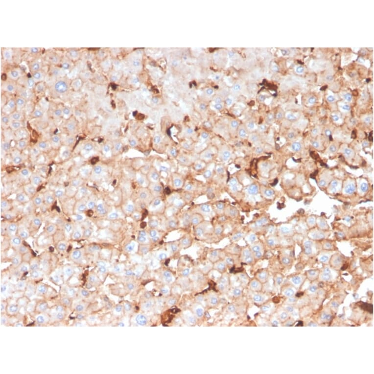 Immunohistochemistry - Anti-Apolipoprotein D Antibody [APOD/3414] (A248934) - Antibodies.com