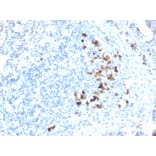 Immunohistochemistry - Anti-Human IgA Heavy Chain Antibody [HISA43] (A248934) - Antibodies.com