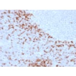 Immunohistochemistry - Anti-Human IgD Heavy Chain Antibody [IgD26] (A248938) - Antibodies.com