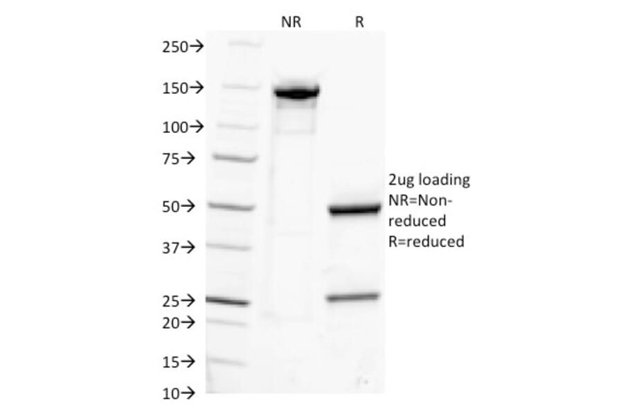 SDS-PAGE - Anti-Human IgG Heavy Chain Antibody [IG217] (A248941) - Antibodies.com