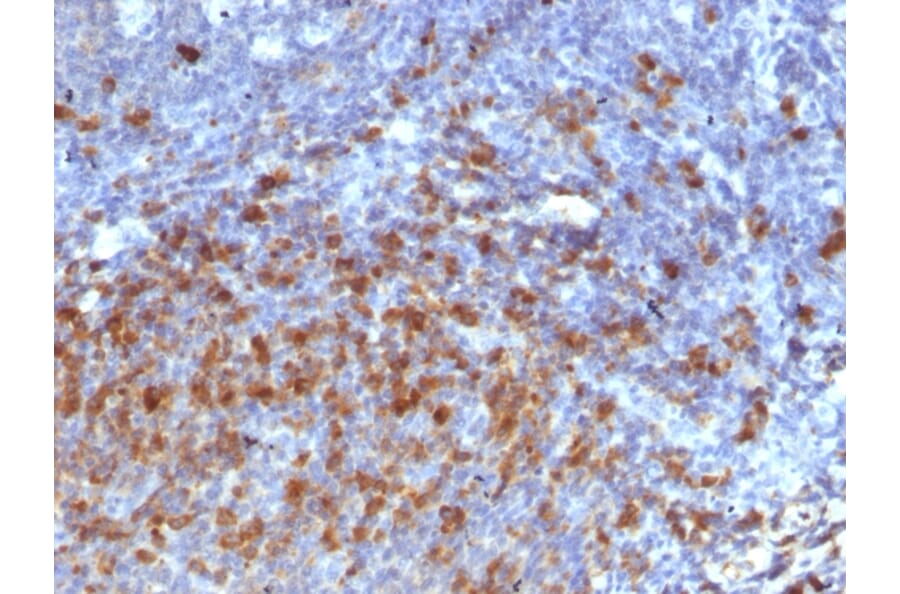 Immunohistochemistry - Anti-Human IgG Heavy Chain Antibody [IG266] (A248942) - Antibodies.com