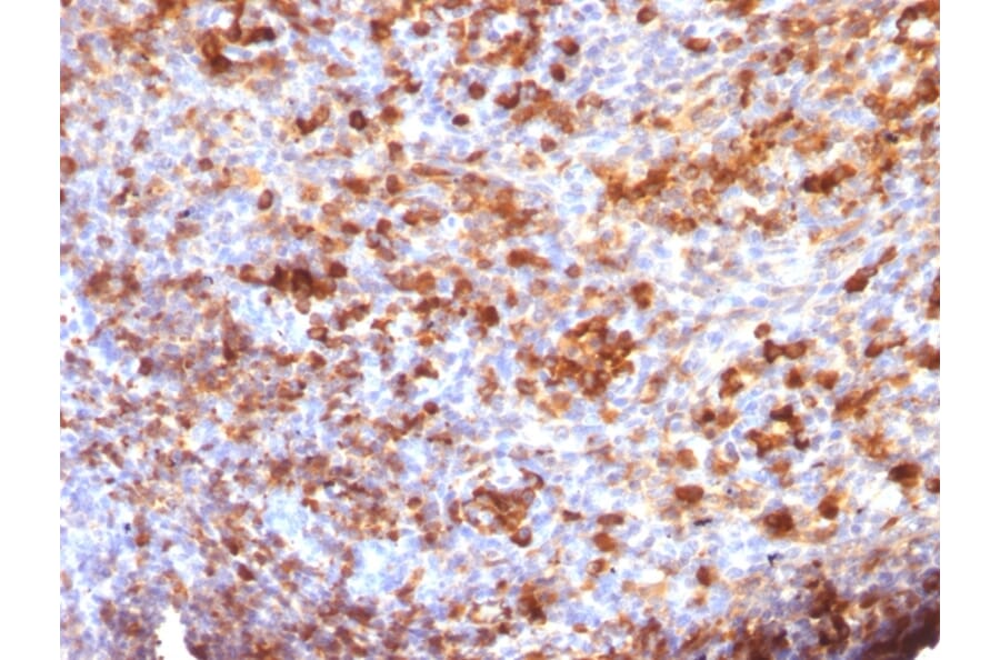 Immunohistochemistry - Anti-Human IgG Heavy Chain Antibody [B33/20] (A252118) - Antibodies.com