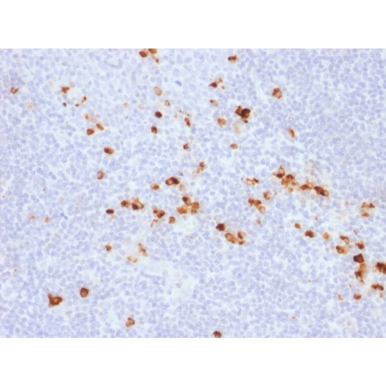 Immunohistochemistry - Anti-Human IgG Heavy Chain Antibody [IG507R] (A248947) - Antibodies.com