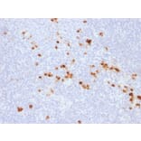 Immunohistochemistry - Anti-Human IgG Heavy Chain Antibody [IG507R] (A248947) - Antibodies.com