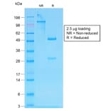 SDS-PAGE - Anti-Human IgG Heavy Chain Antibody [IG507R] (A248947) - Antibodies.com