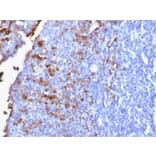 Immunohistochemistry - Anti-Human IgG Heavy Chain Antibody [IG1707R] (A252126) - Antibodies.com