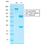 SDS-PAGE - Anti-Human IgG Heavy Chain Antibody [IG1707R] (A252119) - Antibodies.com