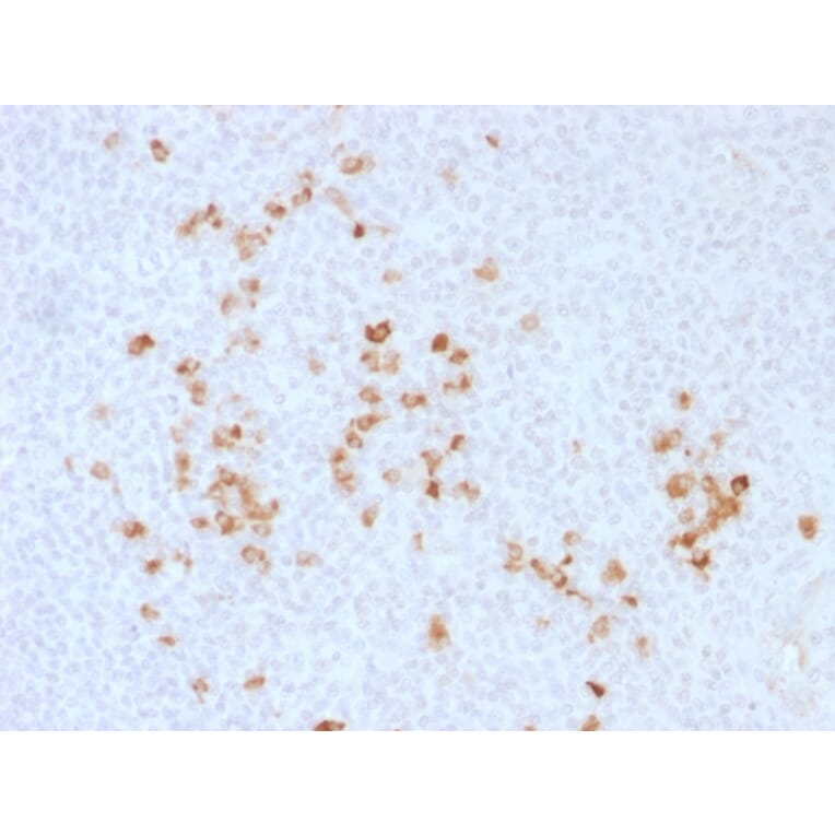 Immunohistochemistry - Anti-Human IgG Heavy Chain Antibody (A248948) - Antibodies.com