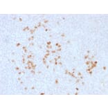 Immunohistochemistry - Anti-Human IgG Heavy Chain Antibody (A248948) - Antibodies.com