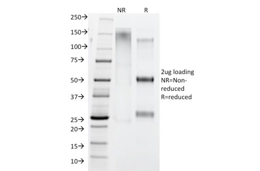 SDS-PAGE - Anti-Human IgG4 Heavy Chain Antibody [IGHG4/1345] (A248950) - Antibodies.com