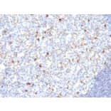 Immunohistochemistry - Anti-Human IgM Heavy Chain Antibody [SPM188] (A248957) - Antibodies.com