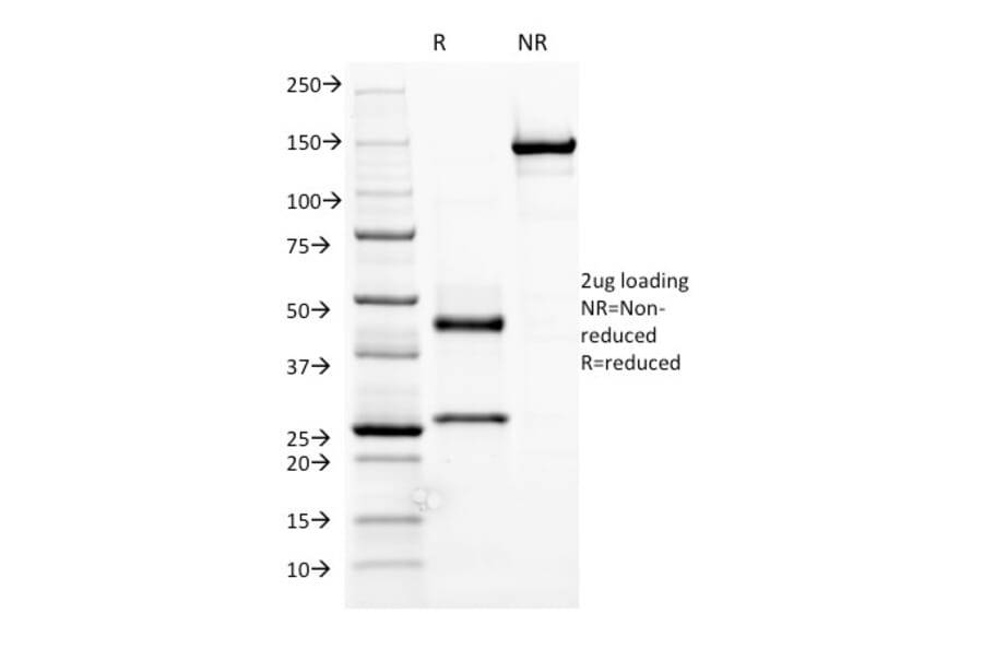 SDS-PAGE - Anti-Human IgM Heavy Chain Antibody [R1/69] (A248964) - Antibodies.com