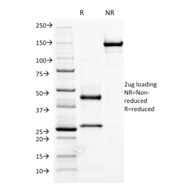 SDS-PAGE - Anti-Human IgM Heavy Chain Antibody [R1/69] (A248964) - Antibodies.com