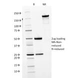SDS-PAGE - Anti-Human IgM Heavy Chain Antibody [IGHM/1623] (A248964) - Antibodies.com