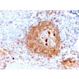 Immunohistochemistry - Anti-Human IgM Heavy Chain Antibody [rIGHM/2558] (A248966) - Antibodies.com