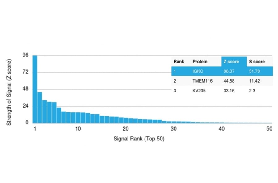 Protein Array - Anti-Kappa Light Chain Antibody [rL1C1] (A248973) - Antibodies.com