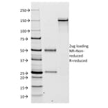 SDS-PAGE - Anti-Kappa Light Chain Antibody [KLC264] (A248977) - Antibodies.com