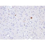 Immunohistochemistry - Anti-beta Amyloid Antibody [APP/3343] (A248988) - Antibodies.com