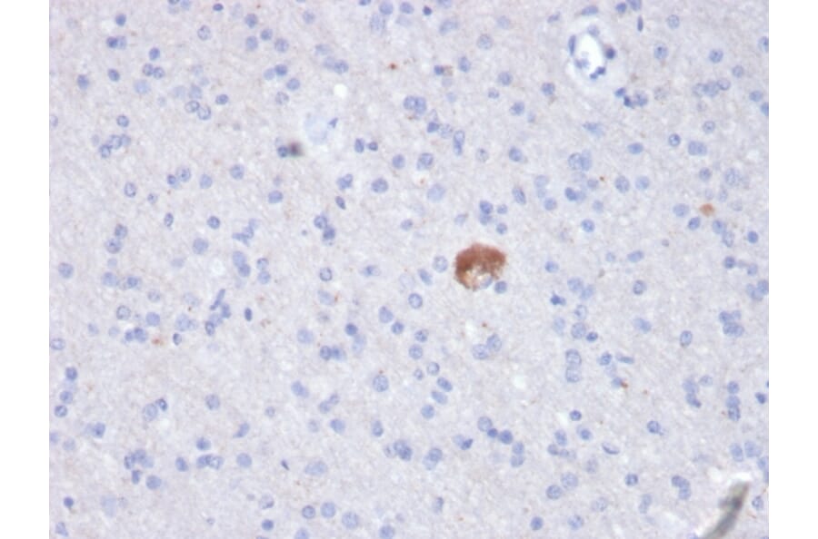Immunohistochemistry - Anti-beta Amyloid Antibody [APP/3343] (A248988) - Antibodies.com