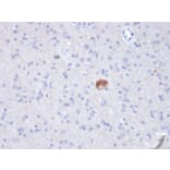 Immunohistochemistry - Anti-beta Amyloid Antibody [APP/3343] (A248988) - Antibodies.com