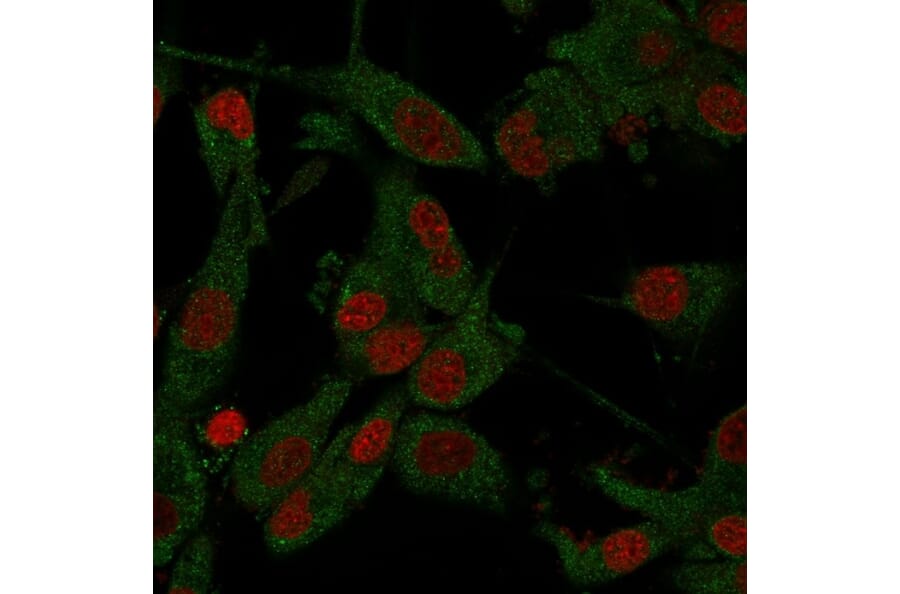 Immunofluorescence - Anti-beta Amyloid Antibody [APP/3345] (A248989) - Antibodies.com