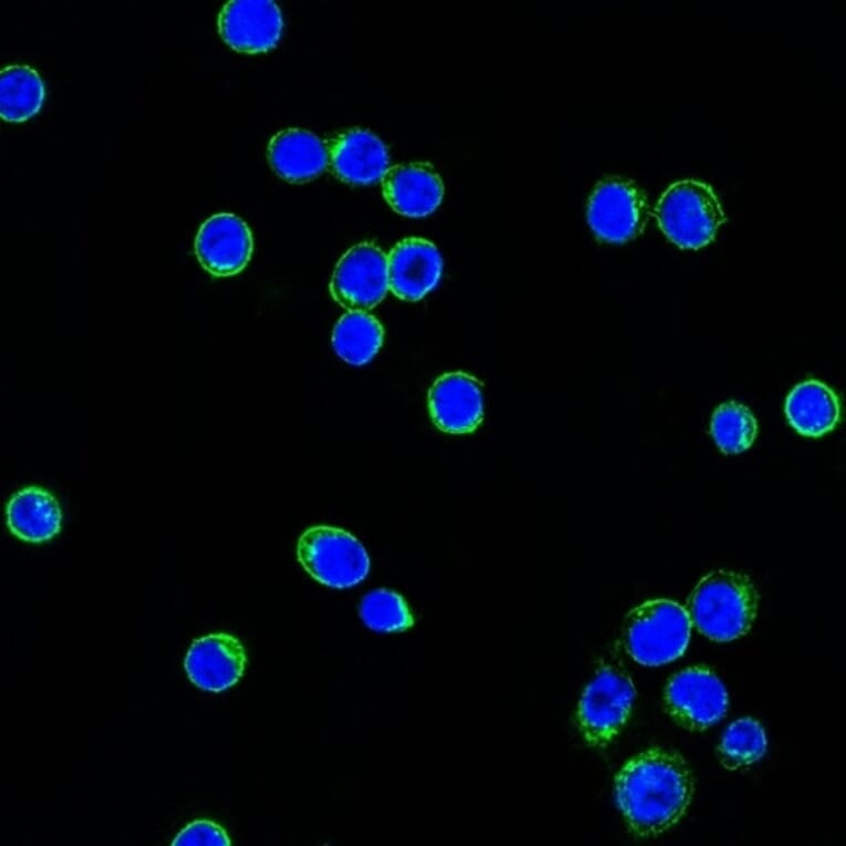 Immunofluorescence - Anti-Lambda Light Chain Antibody [LcN-2] (A248992) - Antibodies.com