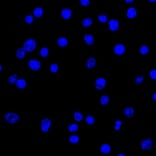 Immunofluorescence - Anti-Lambda Light Chain Antibody [LcN-2] (A248993) - Antibodies.com