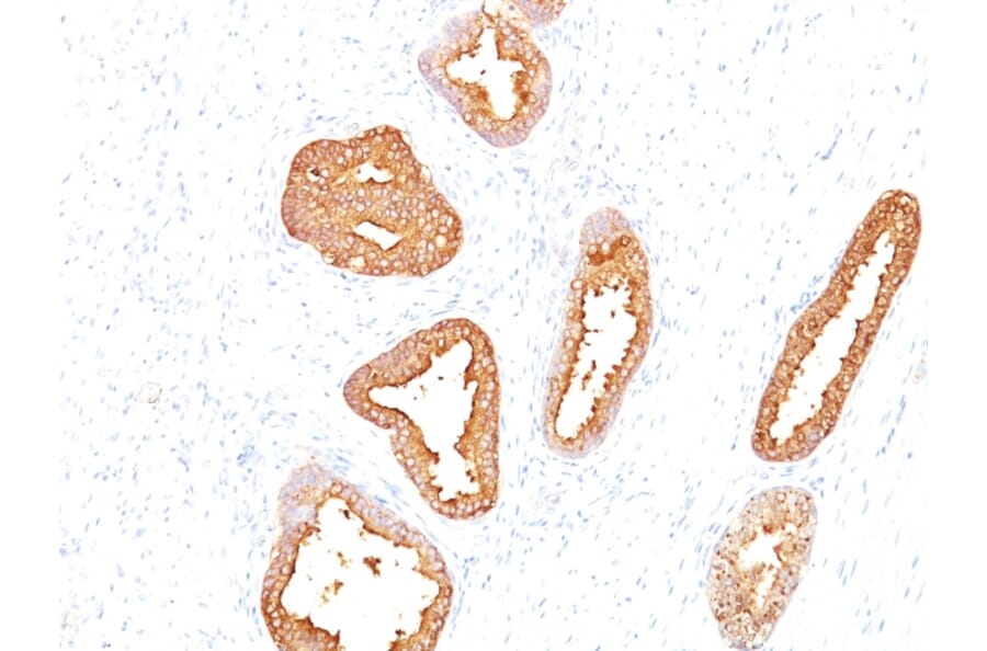Immunohistochemistry - Anti-Prostate Specific Antigen Antibody [A67-B/E3] (A249001) - Antibodies.com