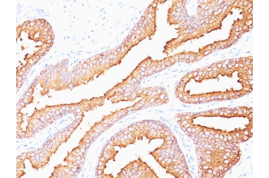 Immunohistochemistry - Anti-Prostate Specific Antigen Antibody [SPM352] (A249002) - Antibodies.com