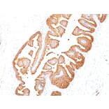 Immunohistochemistry - Anti-Prostate Specific Antigen Antibody [KLK3/801] (A249003) - Antibodies.com