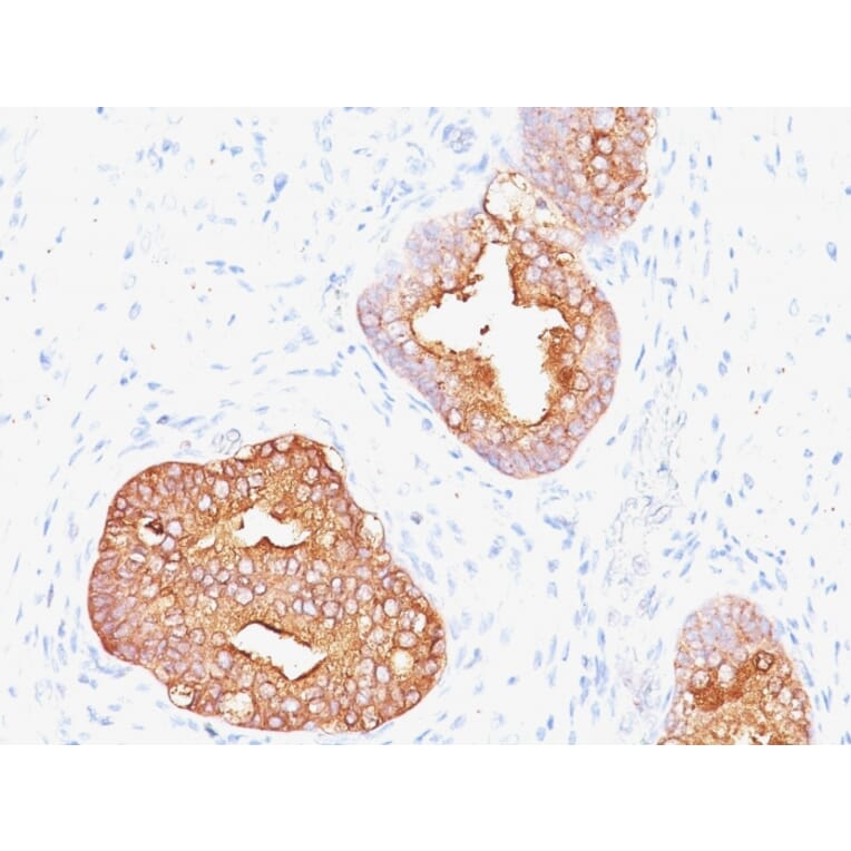 Immunohistochemistry - Anti-Prostate Specific Antigen Antibody [1A7] (A249004) - Antibodies.com