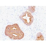 Immunohistochemistry - Anti-Prostate Specific Antigen Antibody [1A7] (A249004) - Antibodies.com