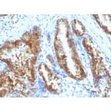 Immunohistochemistry - Anti-Prostate Specific Antigen Antibody [A67-B/E3 + 1A7] (A249006) - Antibodies.com