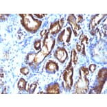 Immunohistochemistry - Anti-Prostate Specific Antigen Antibody [KLK3/801 + KLK3/1248] (A249007) - Antibodies.com