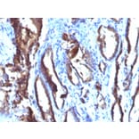 Immunohistochemistry - Anti-Prostate Specific Antigen Antibody [3E6] (A249008) - Antibodies.com