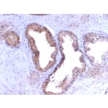 Immunohistochemistry - Anti-Prostate Specific Antigen Antibody [KLK3/2871R] (A249011) - Antibodies.com