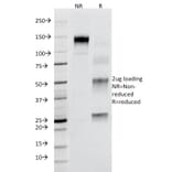 SDS-PAGE - Anti-Fas Antibody [B-R18] (A249018) - Antibodies.com