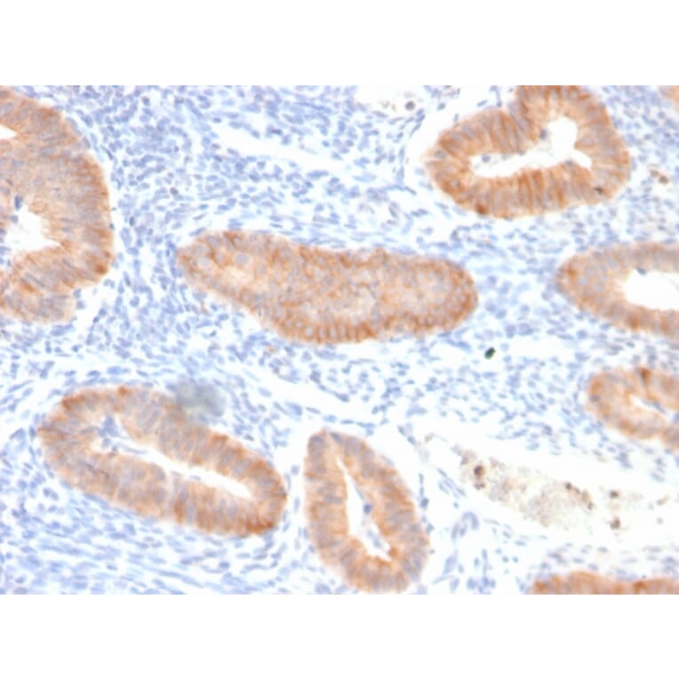 Immunohistochemistry - Anti-IL-10 Antibody [IL10/2651R] (A249027) - Antibodies.com