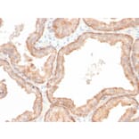 Immunohistochemistry - Anti-IL-10 Antibody [IL10/2651R] (A249028) - Antibodies.com