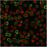 Immunofluorescence - Anti-CD137 Antibody [4-1BB/3201] (A249029) - Antibodies.com