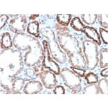 Immunohistochemistry - Anti-CD137 Antibody [4-1BB/4552R] (A249031) - Antibodies.com