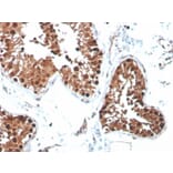 Immunohistochemistry - Anti-Inhibin alpha Antibody [R1] (A249034) - Antibodies.com