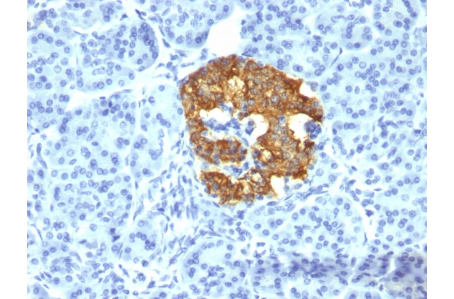 Immunohistochemistry - Anti-Insulin Antibody [2D11-H5] (A249035) - Antibodies.com