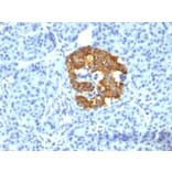 Immunohistochemistry - Anti-Insulin Antibody [2D11-H5] (A249035) - Antibodies.com