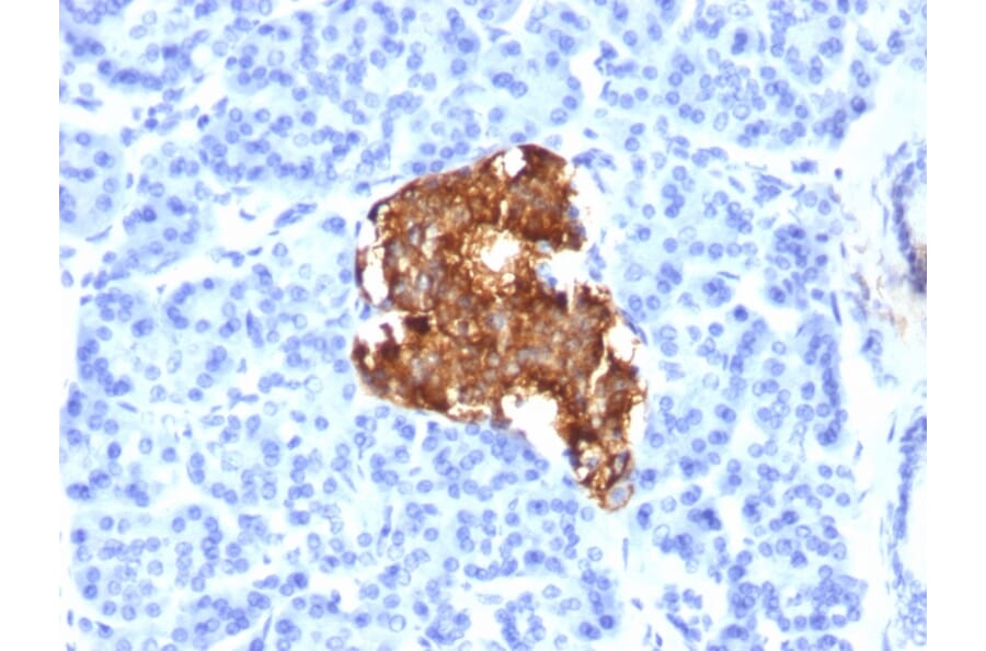 Immunohistochemistry - Anti-Insulin Antibody [E2-E3] (A249037) - Antibodies.com