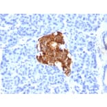 Immunohistochemistry - Anti-Insulin Antibody [E2-E3] (A249037) - Antibodies.com