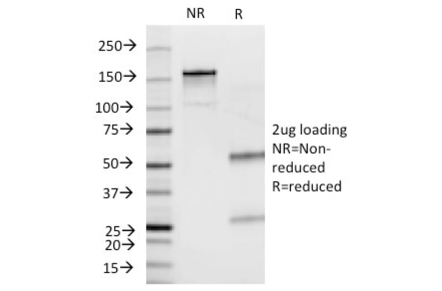 SDS-PAGE - Anti-Insulin Antibody [E2-E3] (A249038) - Antibodies.com