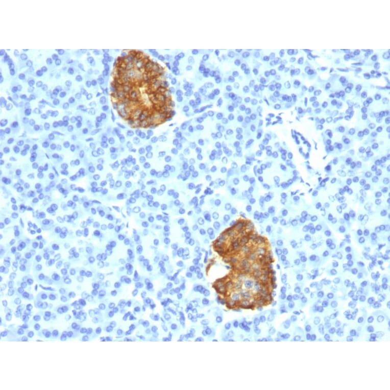 Immunohistochemistry - Anti-Insulin Antibody [E2-E3+2D11-H5] (A249039) - Antibodies.com