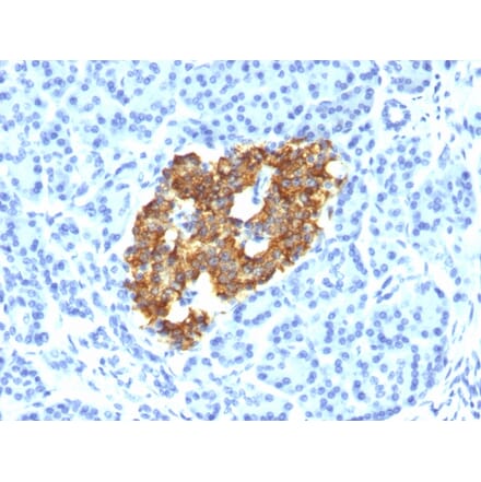 Immunohistochemistry - Anti-Insulin Antibody [IRDN/794] (A249040) - Antibodies.com