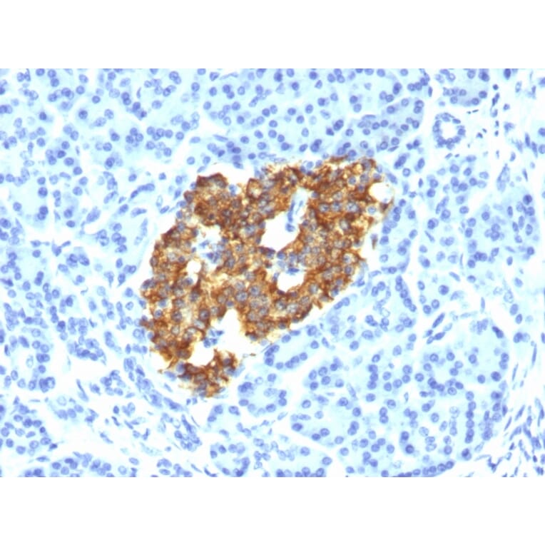 Immunohistochemistry - Anti-Insulin Antibody [IRDN/794] (A249040) - Antibodies.com